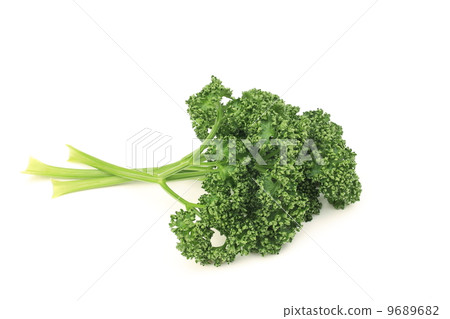 香菜 香菜 9689682