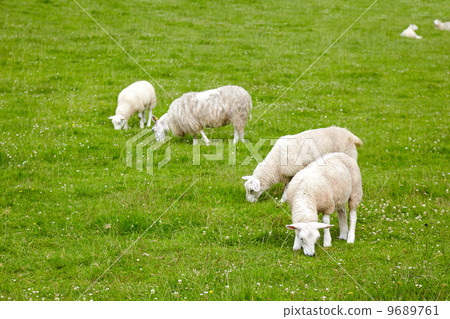 sheeps on the meadow sheeps on the meadow 9689761