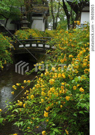 Yamabuki of Kyoto Matsuo Taisha Shrine Yamabuki of Kyoto Matsuo Taisha Shrine 9689865