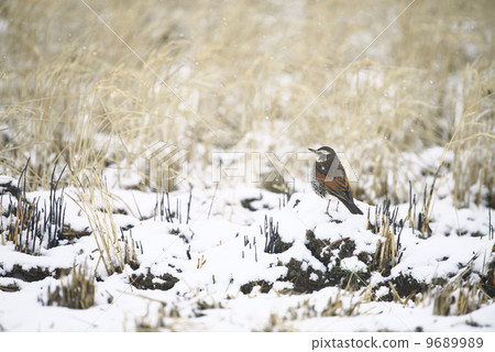 Thrush 9689989