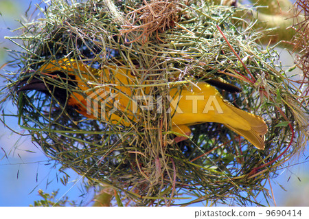 Hata Orridora Kenya 9690414