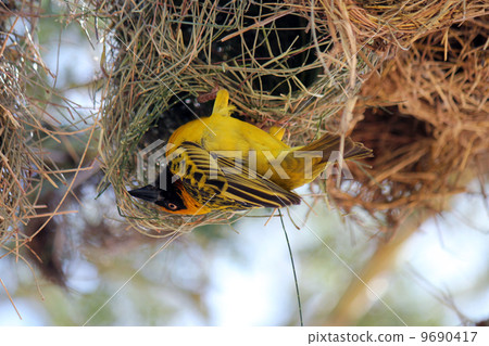 Hata Orridora Kenya 9690417