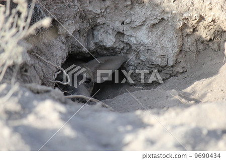 Ardwolf Hayena Samburu國家級自然保護區 9690434