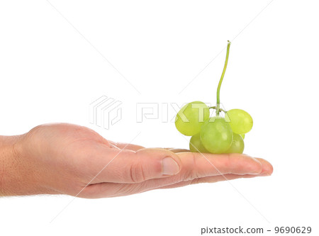 Green ripe grapes on hand. 9690629