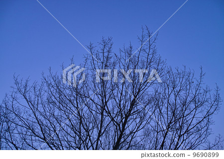 冬天天空和樹 9690899