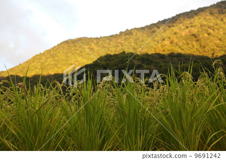 稻田 稻田 9691242