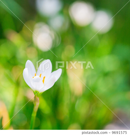 White Zephyr Lily, Rain Lily White or Zephyranthes Candida White Zephyr Lily, Rain Lily White or Zephyranthes Candida 9691575