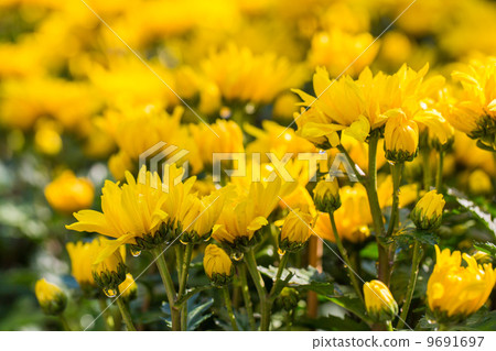 Yellow blossom Chrysanthemum in the garden 9691697