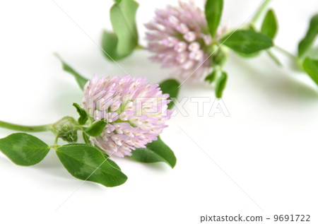 紅三葉草 紅三葉草 9691722