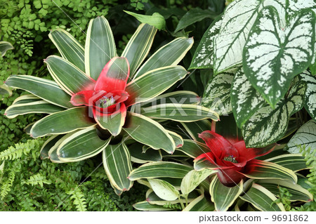 Neoregelia和Karajama 9691862