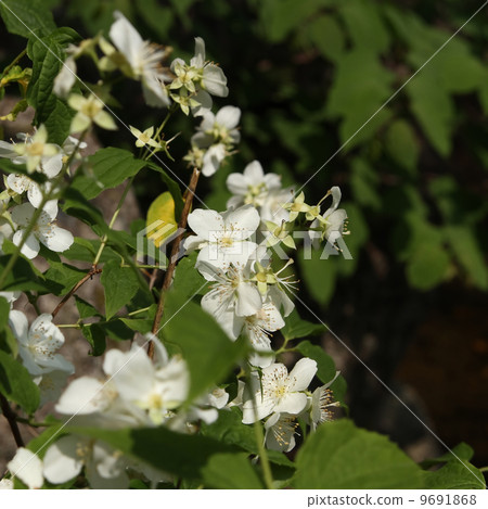 Philadelphus 9691868