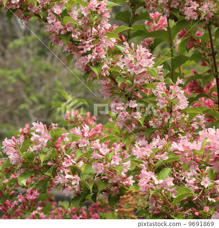 Weigela 9691869