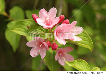 Weigela 9691874