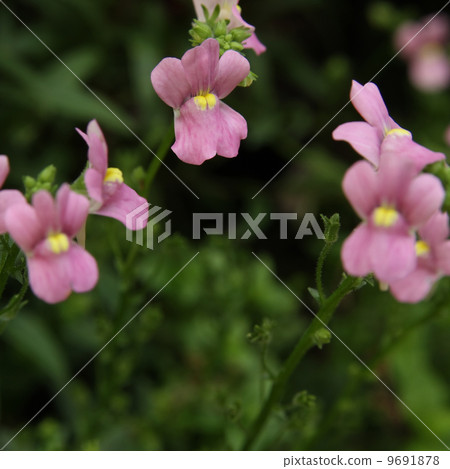Nemesia 9691878