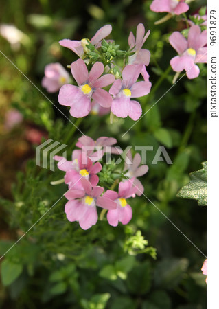Nemesia Nemesia 9691879