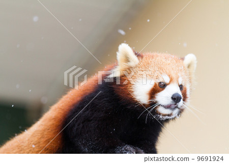 小熊貓 小熊貓 9691924