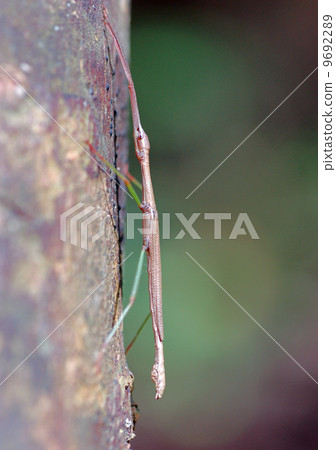 Edananafushi 9692289