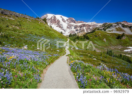 Trail to Mount Rainier 9692979