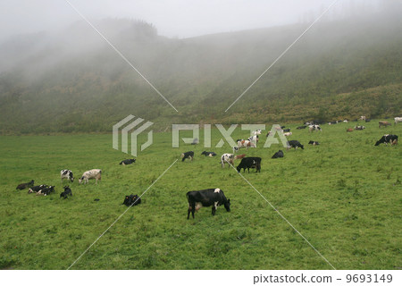 meadow with cowns 9693149