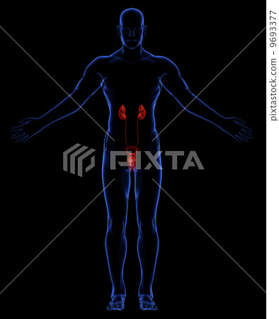Human urinary system Human urinary system 9693377