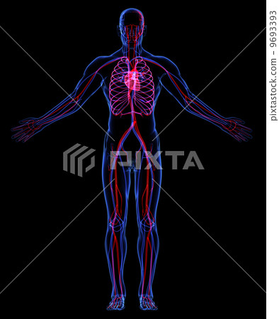 Human Circulatory System Human Circulatory System 9693393