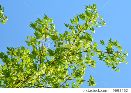 新鮮的綠樹 9693462
