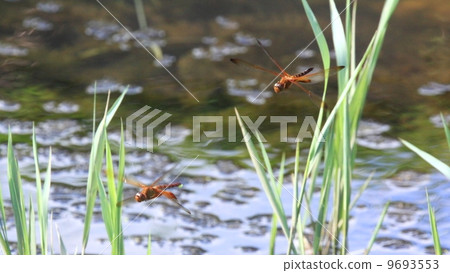 Egg laying of living creature insects Dolphinus dragonfly 9693553