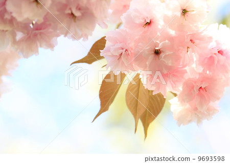 雙櫻花 雙櫻花 9693598