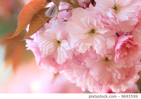 雙櫻花 雙櫻花 9693599