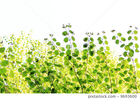 假髮年輕葉子 9693600