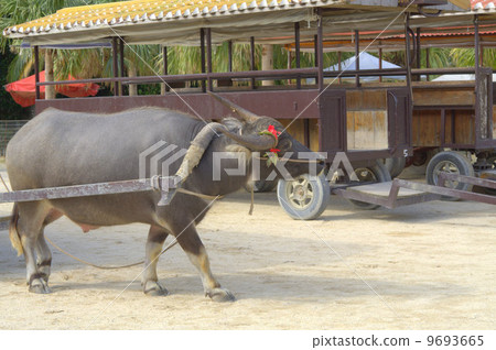 Taketomijima 9693665