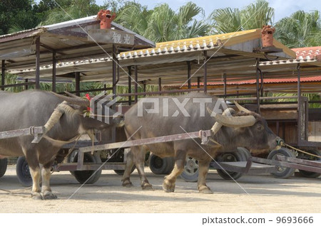 Taketomijima 9693666