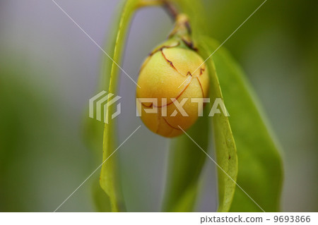 Camellia cook von Ensis bud 9693866