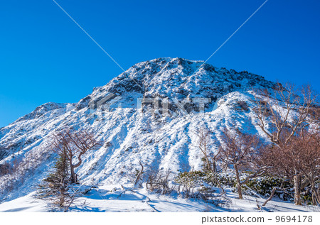 銀陽光白蘭 9694178