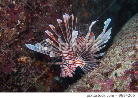 Lionfish 9694206