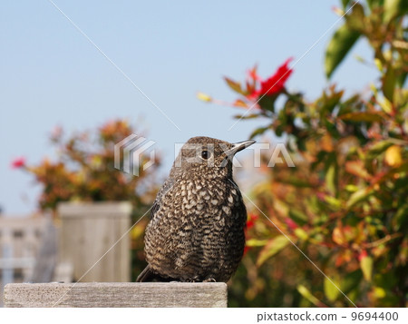 At the female Shuri castle of the isohiodori 9694400