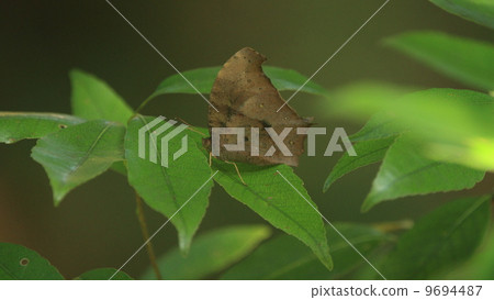 Crocodon butterfly resting in living creatures insect shade 9694487