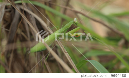 Creature insects Uusubamantaikami 9694488