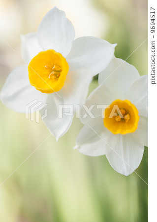Narcissus Narcissus 9694517