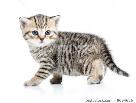 baby Scottish british kitten isolated on white background baby Scottish british kitten isolated on white background 9694636