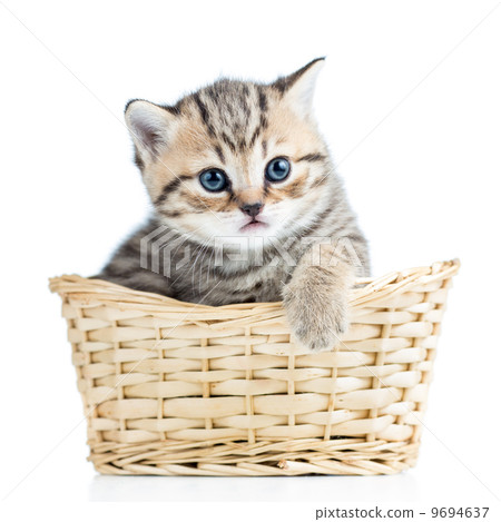 Cute small kitten in wicker basket Cute small kitten in wicker basket 9694637