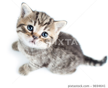 top view of baby cat kitten on white background top view of baby cat kitten on white background 9694641