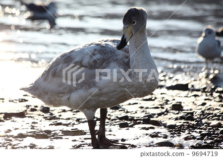 Swan Swan 9694719