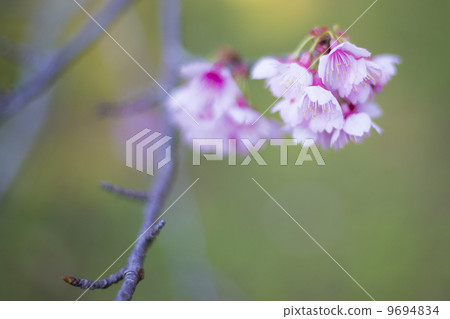 櫻花 9694834