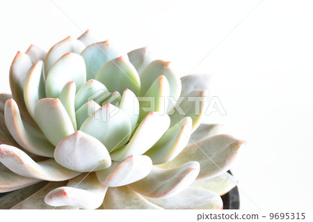 Ebeveria:Laurines Ebeveria:Laurines 9695315