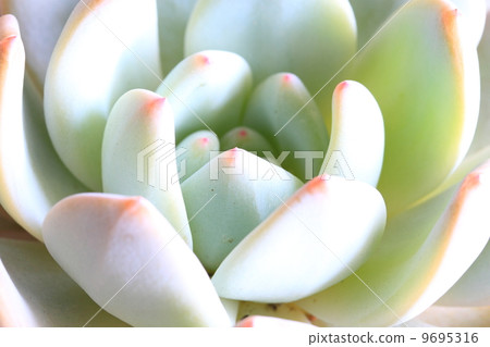 Ebeveria: Laurines Ebeveria: Laurines 9695316