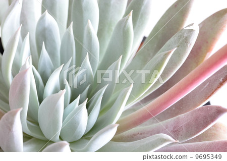 Dadrea: Nubi Gena 9695349