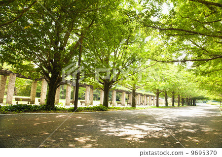 Sunlight through the Showa Memorial Park 9695370