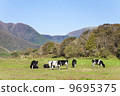 Dairy cattle grazing in the morning fog window 9695375