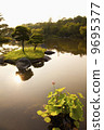 Lotus in Japanese garden 9695377